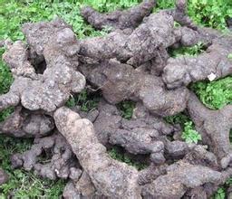 豬苓種植技術|豬苓栽培和預防病蟲害的方法