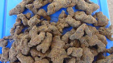 豬苓種植技術|豬苓栽培和預防病蟲害的方法