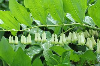 黃精的習(xí)性|黃精種植技術(shù)|黃精的功效和用途|黃精的采集和加工