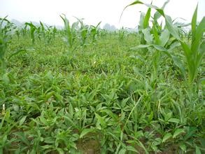 半夏的栽種方法和技巧|半夏的功效和價(jià)值|正確選擇半夏種苗的方法|種植半夏需要了解的知識(shí)