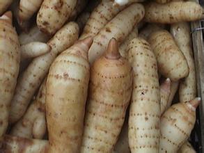 四川天麻種植技術|天麻種植需要注意哪些|天麻的功效與作用|天麻病蟲害的預防