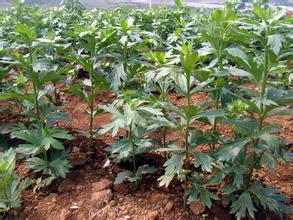 中藥材附子種植技術|附子栽培方法|對于附子病蟲害的預防方法有哪些|如何提高附子的產量