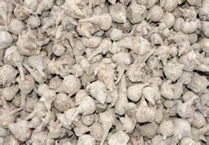 中藥材附子種植技術|附子栽培方法|對于附子病蟲害的預防方法有哪些|如何提高附子的產量