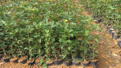 枳殼的栽培技術|枳殼病蟲害的預防|提高枳殼產量的方法