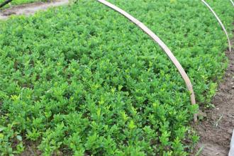 枳殼的栽培技術|枳殼病蟲害的預防|提高枳殼產量的方法