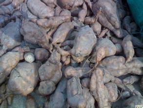 何首烏藥材種植技術|何首烏栽培管理|何首烏種植要預防哪些病蟲害