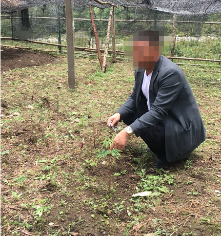 中藥材種植重樓,帶你走向小康致富生活 中藥材種植重樓,帶你走向小康致富生活